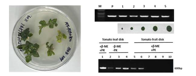 토마토 잎 단편 이용 direct PCR