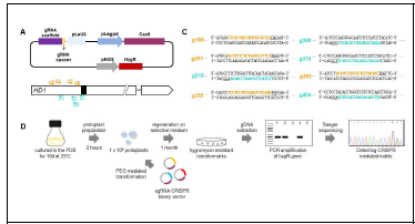 원형질체 CRISPR/Cas9 시스템 구축 및 LeHD1유전자 gRNA 제작