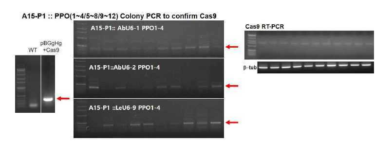 양송이 형질전환체에서 Cas9의 유전체 삽입 및 발현 확인
