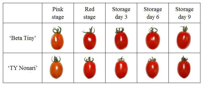 성숙 및 저장기간에 따른 ‘Beta Tiny’, ‘TY Nonari’ 방울토마토의 외관