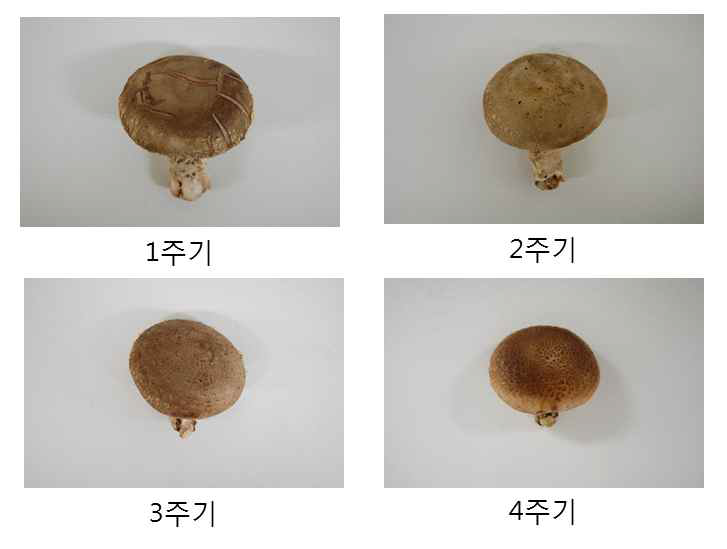 표고버섯 ‘산조 701’의 주기에 따른 외관