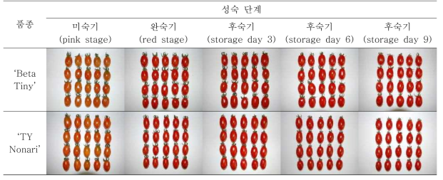 성숙 단계에 따른 방울토마토