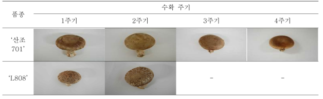 수확 주기에 따른 표고버섯