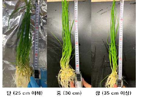 성장 단계(길이)에 따른 달래(시설 재배)
