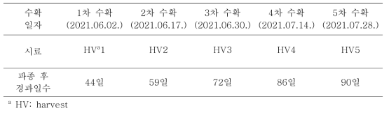 ‘차조기 안티스페릴’의 수확시기