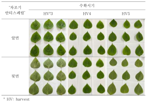 수확시기에 따른 ‘차조기 안티스페릴’