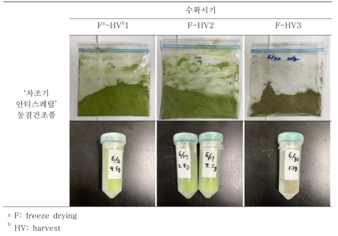 ‘차조기 안티스페릴’ 동결건조품