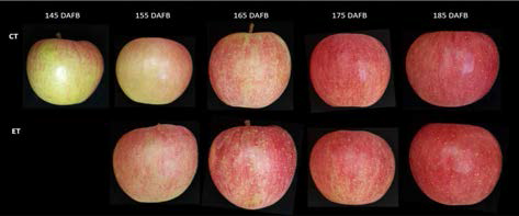 사과 ‘후지’의 에세폰 처리에 따른 수확시기별 과피색 변화(2020년). CT, 대조구; ET, 에세폰 처리구; DAFB, 만개 후 일수