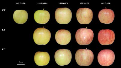 사과 ‘후지’의 에세폰 처리와 에세폰과 염화칼슘 혼합 처리에 따른 수확시기별 과피색 변화(2021년). CT, 대조구; ET, 에세폰 처리구; EC, 에세폰+염화칼슘 처리구; DAFB, 만개 후 일수
