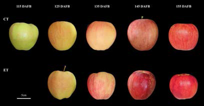 사과 ‘홍로’의 에세폰에 따른 수확시기별 과피색 변화(2021년). CT, 대조구; ET, 에세폰 처리구; DAFB, 만개 후 일수