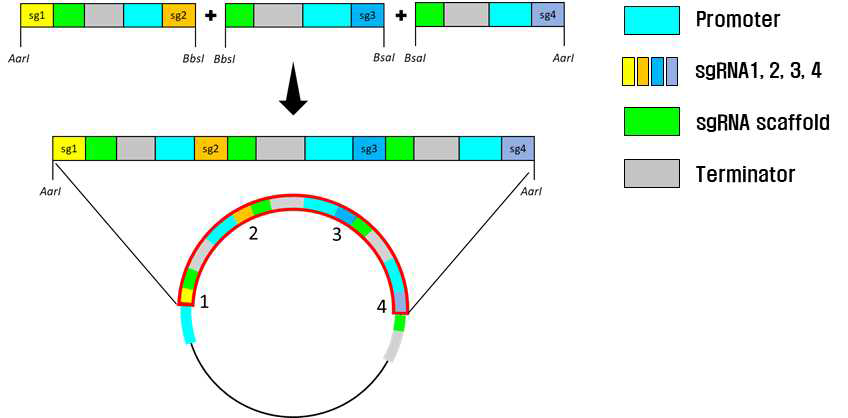 pHEE401E_UBQ_Bar에 4개 sgRNA를 삽입하는 과정