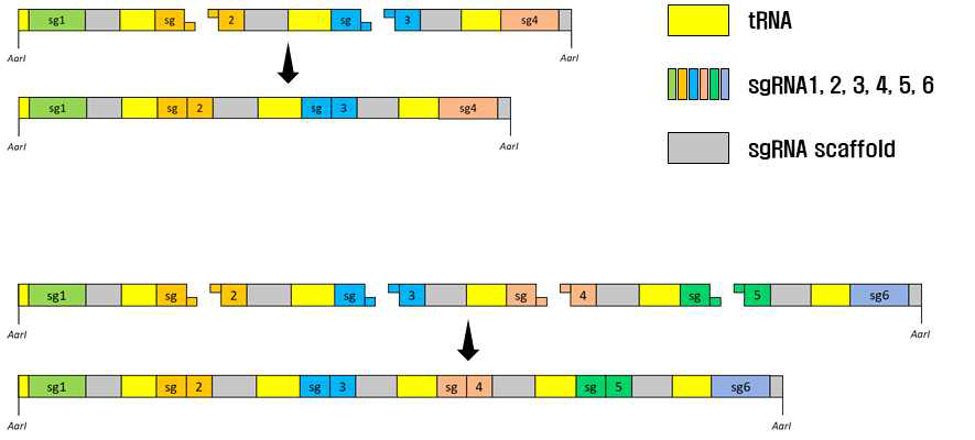 pBAtC_tRNA벡터에 4개, 6개의 sgRNA를 삽입하는 과정