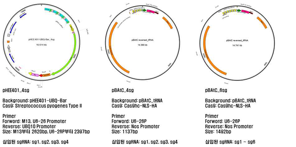 3종의 콩 FAD2와 FATB 다중 유전자 편집 CRISPR/Cas9 벡터 및 특성