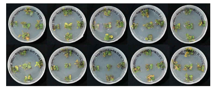 pBAtC_4sg 도입 형질전환 콩의 신초 유도 2 (선발항생제가 있는 SI-① 배 지 치상)