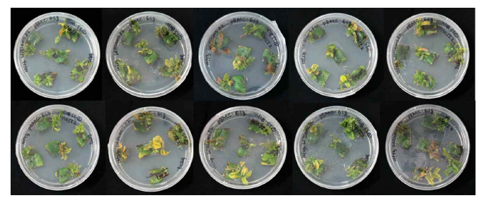 pBAtC_6sg 도입 형질전환 콩의 신초 유도 2 (선발항생제가 있는 SI-① 배지 치상)
