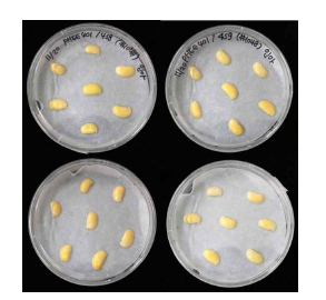 pHEE401-4sg 도입 형질전환 콩의 접종 후 half-seed explants