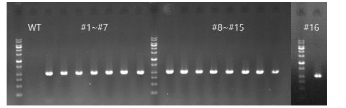 pHEE401E_4sg 형질전환체의 Cas9 삽입 유전자 PCR 결과