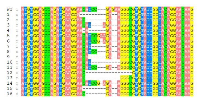 pHEE401E_4sg 형질전환체 FAD2 유전자의 2번째 Target site align 결과