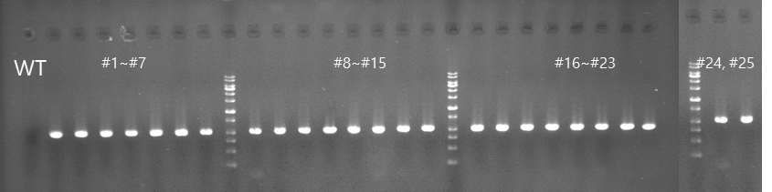 pBAt_4sg 형질전환체의 Cas9 삽입 유전자 PCR 결과
