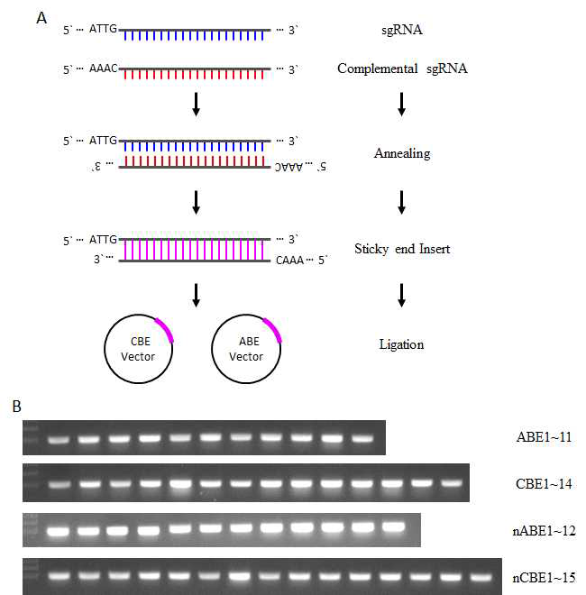 52개 염기교정 gRNA 벡터 제작과정 (A) 및 벡터 확 인 (B)
