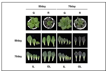 발달단계별 배추계통의 표현형