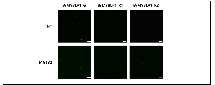 BrMYBL#1 단백질 안정성 확인을 위한 MG132 처리 및 형광도 측정 (NT :non-treated control)