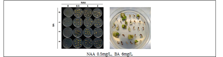 호르몬 농도별 배추 캘러스 분화능 검정
