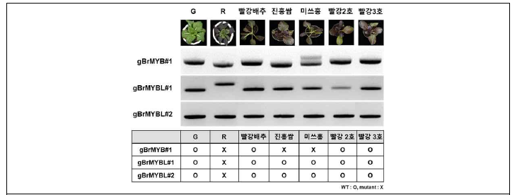 유전자교정용 배추 선발