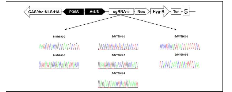 안토시아닌 생합성 억제자의 유전자교정용 운반체 제작