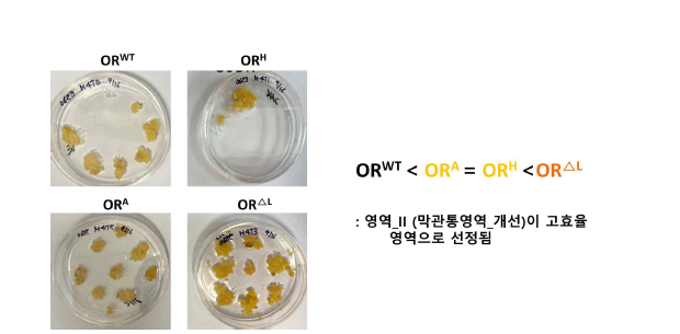 5종의 Golden-SNP 포함 OR 유전자 식물발현 운반체를 활용한 식물세포 배양주 색깔 기반 카로티노이드 함량증진 비교 분석
