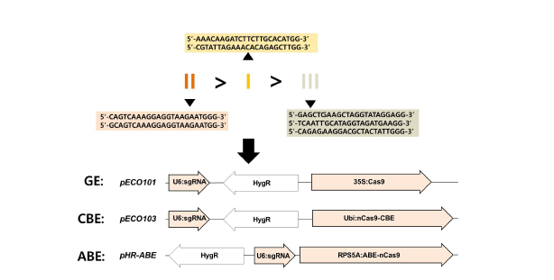 배추 OR 유전자 내 우선순위 2종 Golden-SNP 영역의 유전자교정 및 염기교정 운반체제작
