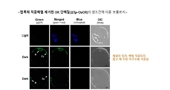 엽록체 적중배열이 제거된 OR 단백질(ΔTp-OsOR)의 빛조건에 따른 토폴로지