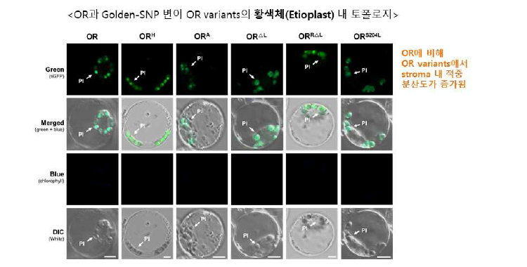 카로티노이드 조절인자 OR 와 Golden-SNP 변이 단백질들의 암 조건에서의 세포 내 적중양상 분석