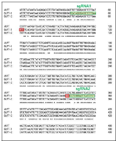 개화조절 청경채 FT 유전자 sgRNA 설계