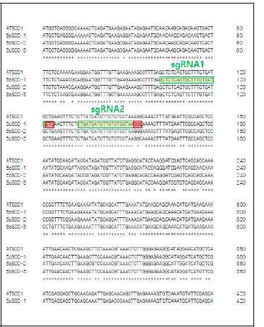 개화조절 청경채 SOC1 유전자 sgRNA 설계
