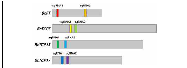 BcFT, BcTCPs의 sgRNA 설계영역