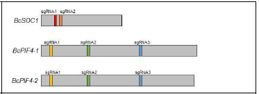 BcSOC1, BcPIF4s의 sgRNA 설계영역