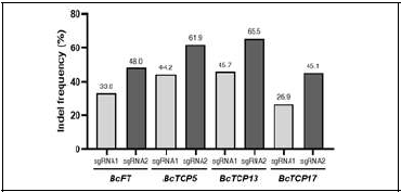 BcFT, BcTCPs의 sgRNA의 in/del 빈도 비교