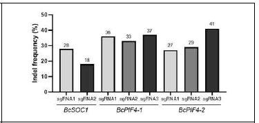 BcSOC1, BcPIF4s의 sgRNA의 in/del 빈도 비교