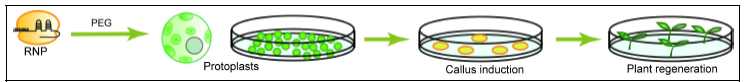 청경체 원형질체에 CRISPR/Cas9 RNP 삽입 후 callus 및 shooting 조직 유도