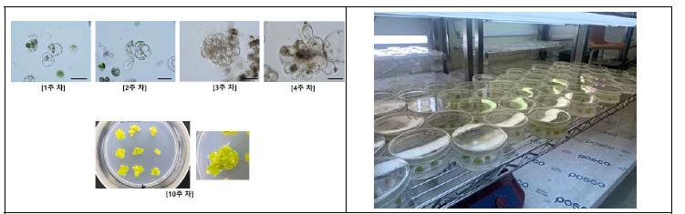 청경채 원형질체에 CRISPR/Cas9 RNP 삽입 후 callus 및 shooting 조직 유도