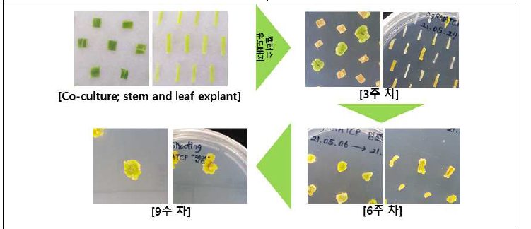 Agrobacterium 및 청경채 explant를 이용한 BcFT, BcSOC1, BcPIF4 및 BcTCPs 유전자편집 실시