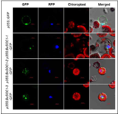 BcSOC1-1, BcSOC1-2, BcSOC1-3 단백질의 localization