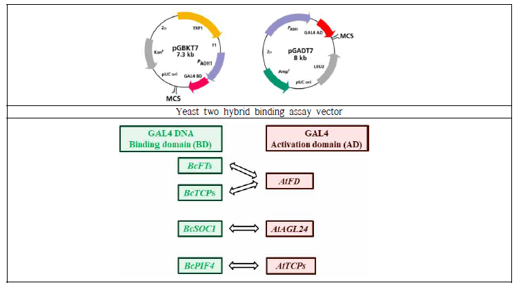 청경채 개화 및 초형조절 유전자 Yeast two hybrid binding assay용 vector 제작