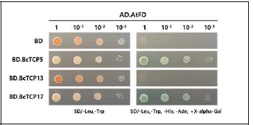 BcTCP5, BcTCP13, BcTCP17과 AtFD간의 Y2H 결과