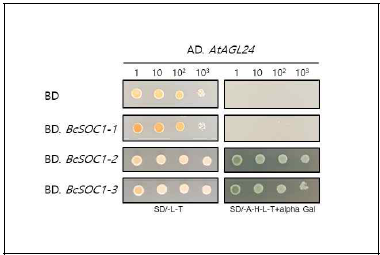BcSOC11-1, BcSOC1-2, BcSOC1-3과 AtAGL24간의 Y2H 결과