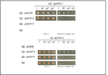 BcPIF4-1 및 BcPIF4-2와 AtTCP5, AtTCP13, AtTCP17간의 Y2H 결과