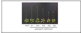 BcFT-1 Col-0 과발현체의 개화시기 변화