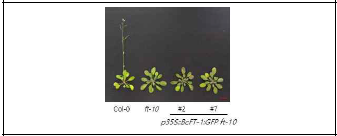 BcFT-1 ft-10 과발현체의 개화시기 변화