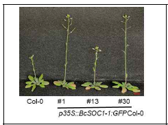 BcSOC1-1 Col-0 과발현체의 개화시기 변화